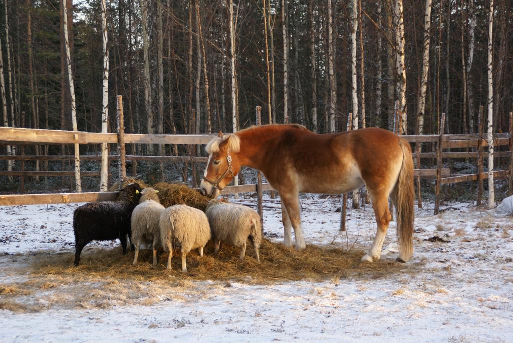 ペッロ Heidin Mummola Farmヴィラ エクステリア 写真